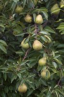 Flora-Baum-Birne-20060821-16.jpg