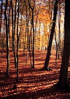 Flora-Baum-Buche-199911-29.jpg