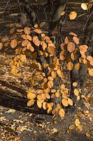 Flora-Baum-Buche-20061027-13.jpg