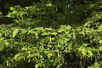 Flora-Baum-Buche-20070501-15.jpg