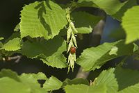 Flora-Baum-Buche-20070501-16.jpg
