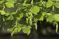 Flora-Baum-Buche-20070501-17.jpg