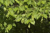 Flora-Baum-Buche-20070501-18.jpg
