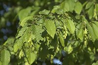 Flora-Baum-Buche-20070501-20.jpg