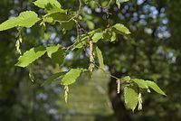 Flora-Baum-Buche-20070501-21.jpg