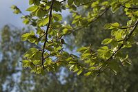 Flora-Baum-Buche-20070501-22.jpg