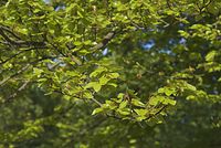 Flora-Baum-Buche-20070501-23.jpg