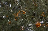 Flora-Baum-Eberesche-20061008-27.jpg