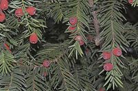 Flora-Baum-Eibe-20061015-04.jpg