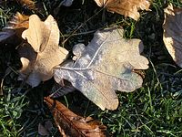 Flora-Baum-Eiche-20041124-04.jpg