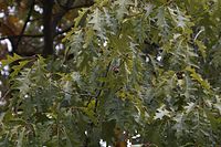 Flora-Baum-Eiche-20061008-41.jpg