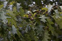 Flora-Baum-Eiche-20061008-42.jpg