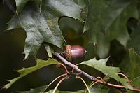 Flora-Baum-Eiche-20061008-43.jpg