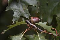 Flora-Baum-Eiche-20061008-44.jpg