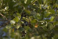 Flora-Baum-Erle-20060624-13.jpg