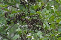 Flora-Baum-Erle-20140426-145.jpg