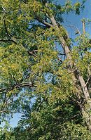 Flora-Baum-Esche-20020700-96.jpg