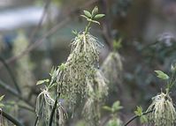 Flora-Baum-Eschen-Ahorn-20100411-055.jpg
