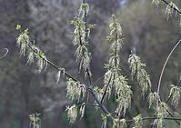 Flora-Baum-Eschen-Ahorn-20100411-056.jpg