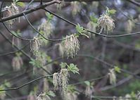Flora-Baum-Eschen-Ahorn-20100411-057.jpg