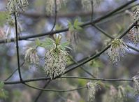 Flora-Baum-Eschen-Ahorn-20100411-058.jpg