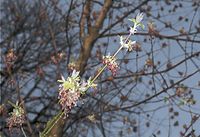 Flora-Baum-Eschenahorn-200204-10.jpg