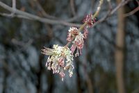 Flora-Baum-Eschenahorn-200204-11.jpg