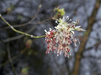 Flora-Baum-Eschenahorn-200204-13.jpg