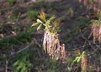 Flora-Baum-Eschenahorn-200204-14.jpg