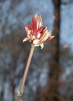 Flora-Baum-Essigbaum-200204-09.jpg