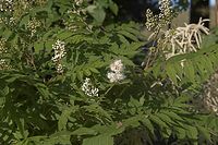 Flora-Baum-Essigbaum-20050620-38.jpg