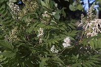 Flora-Baum-Essigbaum-20050620-39.jpg