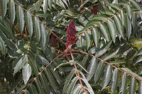 Flora-Baum-Essigbaum-20060818-14.jpg