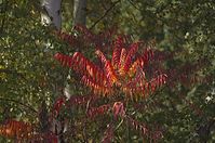 Flora-Baum-Essigbaum-20121021-111.jpg