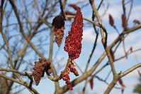 Flora-Baum-Essigbaum-20140224-154.jpg