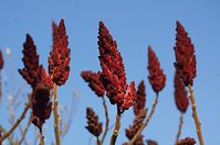 Flora-Baum-Essigbaum-20140224-155.jpg