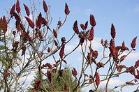 Flora-Baum-Essigbaum-20140224-156.jpg