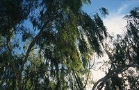 Flora-Baum-Eukalytus-200011-56.jpg