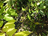 Flora-Baum-Faulbaum-20041009-52.jpg