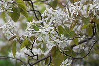 Flora-Baum-Felsenbirne-20140404-100.jpg