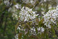 Flora-Baum-Felsenbirne-20140404-103.jpg