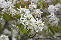 Flora-Baum-Felsenbirne-20140404-104.jpg
