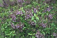 Flora-Baum-Flieder-20020421-06.jpg