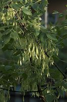 Flora-Baum-Gemeine-Esche-20090531-97.jpg