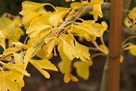 Flora-Baum-Ginkgo-20101031-58.jpg