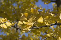 Flora-Baum-Ginkgo-20111023-179.jpg