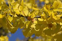 Flora-Baum-Ginkgo-20111023-180.jpg