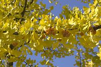 Flora-Baum-Ginkgo-20111023-181.jpg