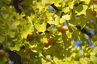 Flora-Baum-Ginkgo-20111023-182.jpg