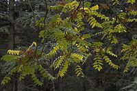 Flora-Baum-Goetterbaum-20061015-10.jpg